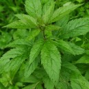 Eupatorium cannabinum L.Eupatorium cannabinum L.