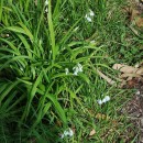 Allium triquetrum L.Allium triquetrum L.