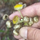 Helichrysum foetidum (L.) Cass.Helichrysum foetidum (L.) Cass.