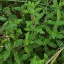 Cistus inflatus Pourr. ex DemolyCistus inflatus Pourr. ex Demoly