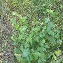 Betula celtiberica Rothm. & Vasc.Betula celtiberica Rothm. & Vasc.