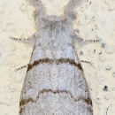 Calliteara pudibunda (Linnaeus 1758)Calliteara pudibunda (Linnaeus 1758)