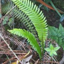 Struthiopteris spicant (L.) WeissStruthiopteris spicant (L.) Weiss