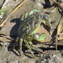 Carcinus maenas (Linnaeus, 1758)Carcinus maenas (Linnaeus, 1758)