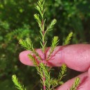 Erica erigena R. Ross R.RossErica erigena R. Ross R.Ross