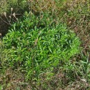 Iberis procumbens Lange subsp. procumbensIberis procumbens Lange subsp. procumbens
