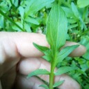 Valeriana dioica L.Valeriana dioica L.