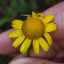 Coleostephus myconis (L.) Reichenb. fil.Coleostephus myconis (L.) Reichenb. fil.