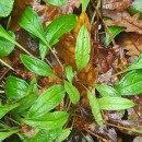 Omphalodes nitida Hoffmanns. & LinkOmphalodes nitida Hoffmanns. & Link