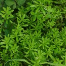 Galium aparine L.Galium aparine L.