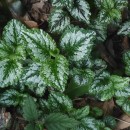 Lamium galeobdolon (L.) Crantz subsp. argentatum (Smejkal) J.Duvign.Lamium galeobdolon (L.) Crantz subsp. argentatum (Smejkal) J.Duvign.