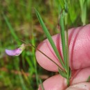 Lathyrus angulatus L.Lathyrus angulatus L.
