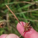 Carex durieui Steud. ex KunzeCarex durieui Steud. ex Kunze