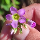 Oxalis latifolia KunthOxalis latifolia Kunth