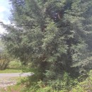 Sequoia sempervirens Endl.Sequoia sempervirens Endl.