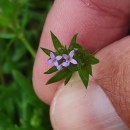 Sherardia arvensis L.Sherardia arvensis L.