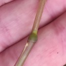 Helictochloa marginata (Lowe) Romero ZarcoHelictochloa marginata (Lowe) Romero Zarco