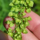Rumex crispus L.Rumex crispus L.