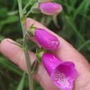 Digitalis purpurea L.Digitalis purpurea L.