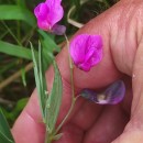 Lathyrus linifolius (Reichard) BässlerLathyrus linifolius (Reichard) Bässler