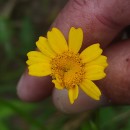 Coleostephus myconis (L.) Reichenb. fil.Coleostephus myconis (L.) Reichenb. fil.