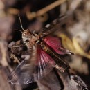 Acrotylus fischeri Azam, 1901Acrotylus fischeri Azam, 1901