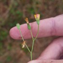 Crepis capillaris (L.) Wallr.Crepis capillaris (L.) Wallr.