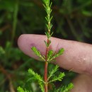 Erica australis L.Erica australis L.