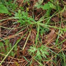 Ranunculus bulbosus  L.Ranunculus bulbosus  L.