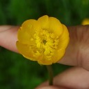 Ranunculus repens L.Ranunculus repens L.