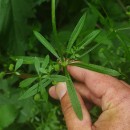 Galium aparine L.Galium aparine L.