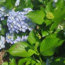 Hydrangea macrophylla (Thunb.) Ser.Hydrangea macrophylla (Thunb.) Ser.