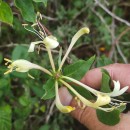 Lonicera periclymenum L. subsp. periclymenumLonicera periclymenum L. subsp. periclymenum