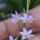 Lythrum hyssopifolia L.Lythrum hyssopifolia L.