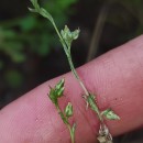 Logfia minima (Sm.) Dumort.Logfia minima (Sm.) Dumort.