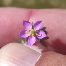 Spergularia rubra (L.) J. & C. PreslSpergularia rubra (L.) J. & C. Presl