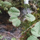 Alnus glutinosa (L.) Gaertn.Alnus glutinosa (L.) Gaertn.