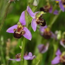 Ophrys apifera Huds.Ophrys apifera Huds.