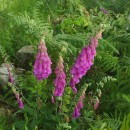 Digitalis purpurea L.Digitalis purpurea L.