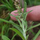 Gamochaeta calviceps (Fernald) CabreraGamochaeta calviceps (Fernald) Cabrera