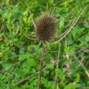 Dipsacus fullonum L.Dipsacus fullonum L.