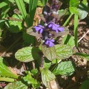 Ajuga reptans L.Ajuga reptans L.