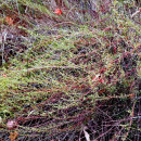 Artemisia campestris L.Artemisia campestris L.