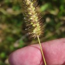 Setaria pumila (Poir.) Schult.Setaria pumila (Poir.) Schult.