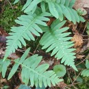 Polypodium interjectum ShivasPolypodium interjectum Shivas