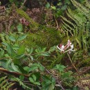 Lonicera periclymenum L. subsp. periclymenumLonicera periclymenum L. subsp. periclymenum