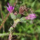 Cirsium palustre (L.) Scop.Cirsium palustre (L.) Coss. ex Scop.