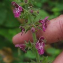 Stachys sylvatica L.Stachys sylvatica L.