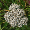Achillea millefolium L.Achillea millefolium L.