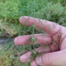 Foeniculum vulgare Mill.Foeniculum vulgare Mill.